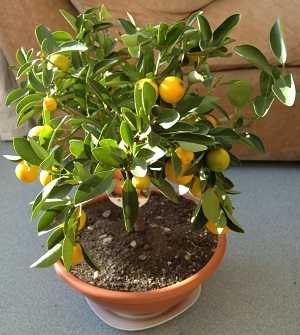 Bonsai-de-calamondim-3
