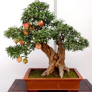 Romã-bonsai